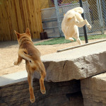 Butter the dog jumping over a concrete wall