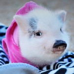 Ivy the Pig