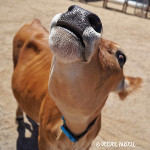 Curly the Cow