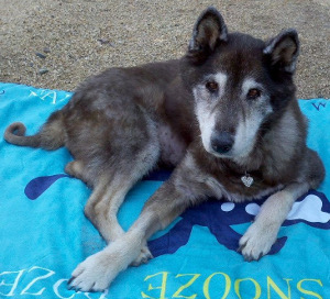 Molly Bear laying on a blue blanket